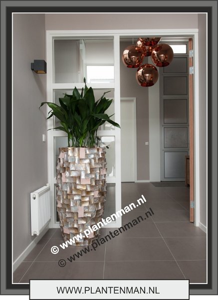 ocean vaas met aspidistra 2